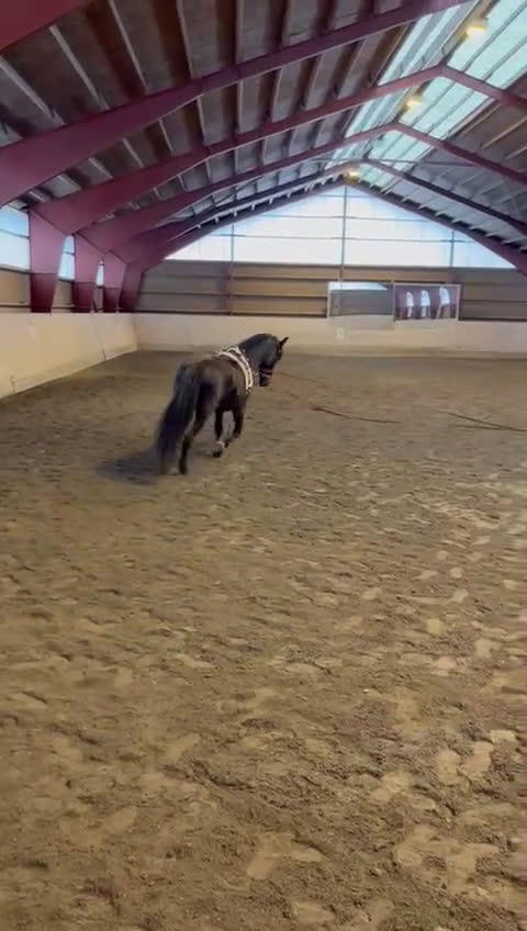 Allround hästar till salu: Sagohäst till salu! i Gustavsberg - Video 1