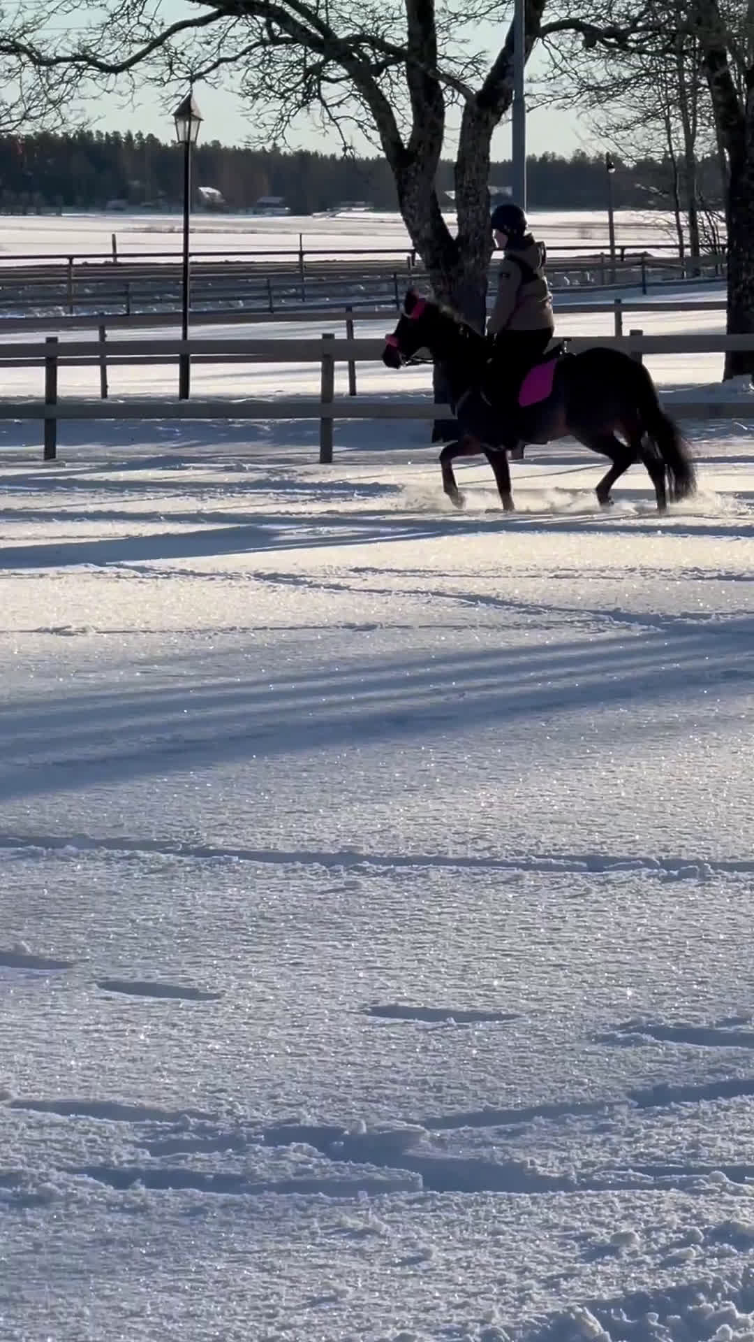 Hoppning hästar till salu: Rosett plockare i Sala - Video 2
