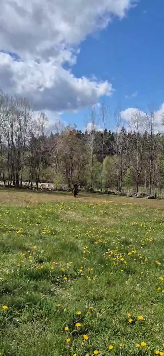 Allround hästar till salu: 🌟Sibborp’s Elwira🌟 - Video 3