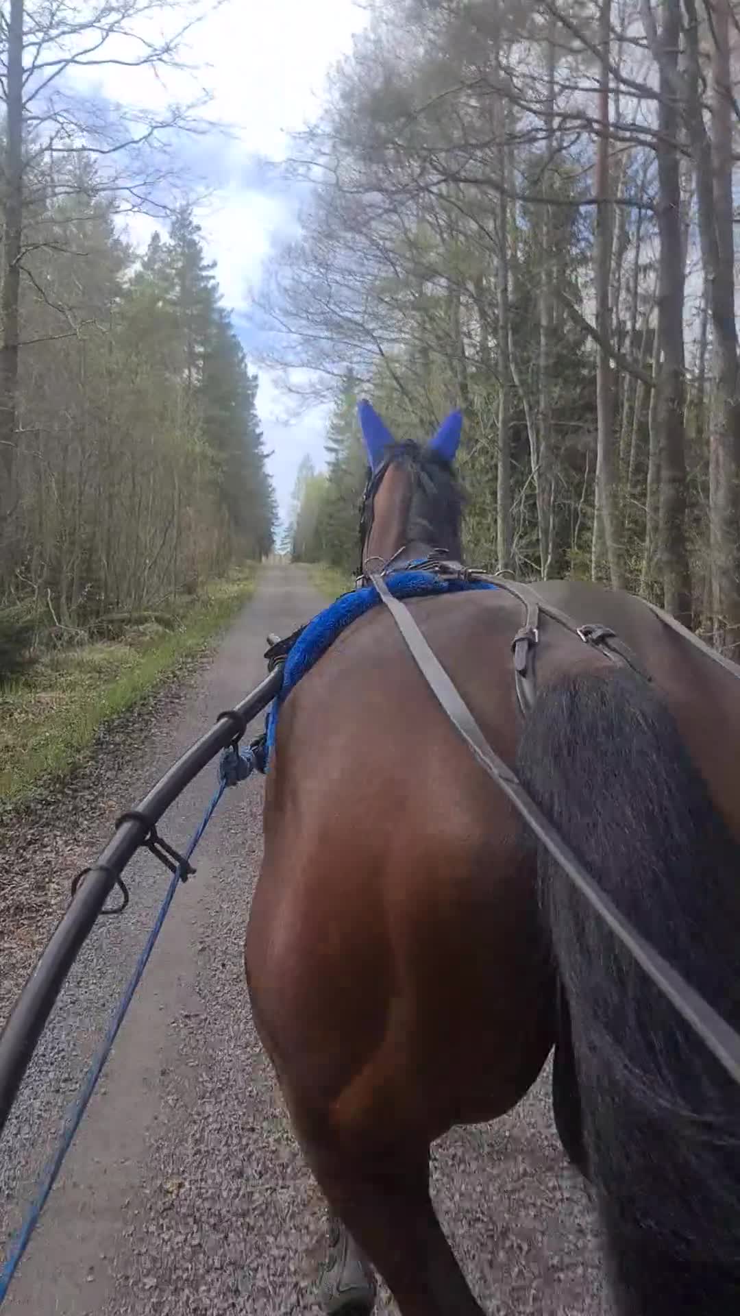 Allround hästar till salu: Otroligt snäll ridtravare. - Video 4