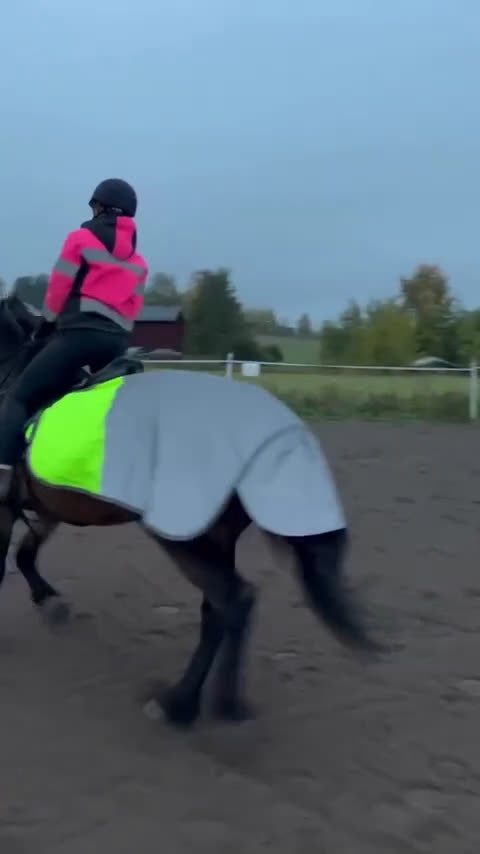 Allround hästar till salu: Lottmar  i Hammarstrand - Video 2