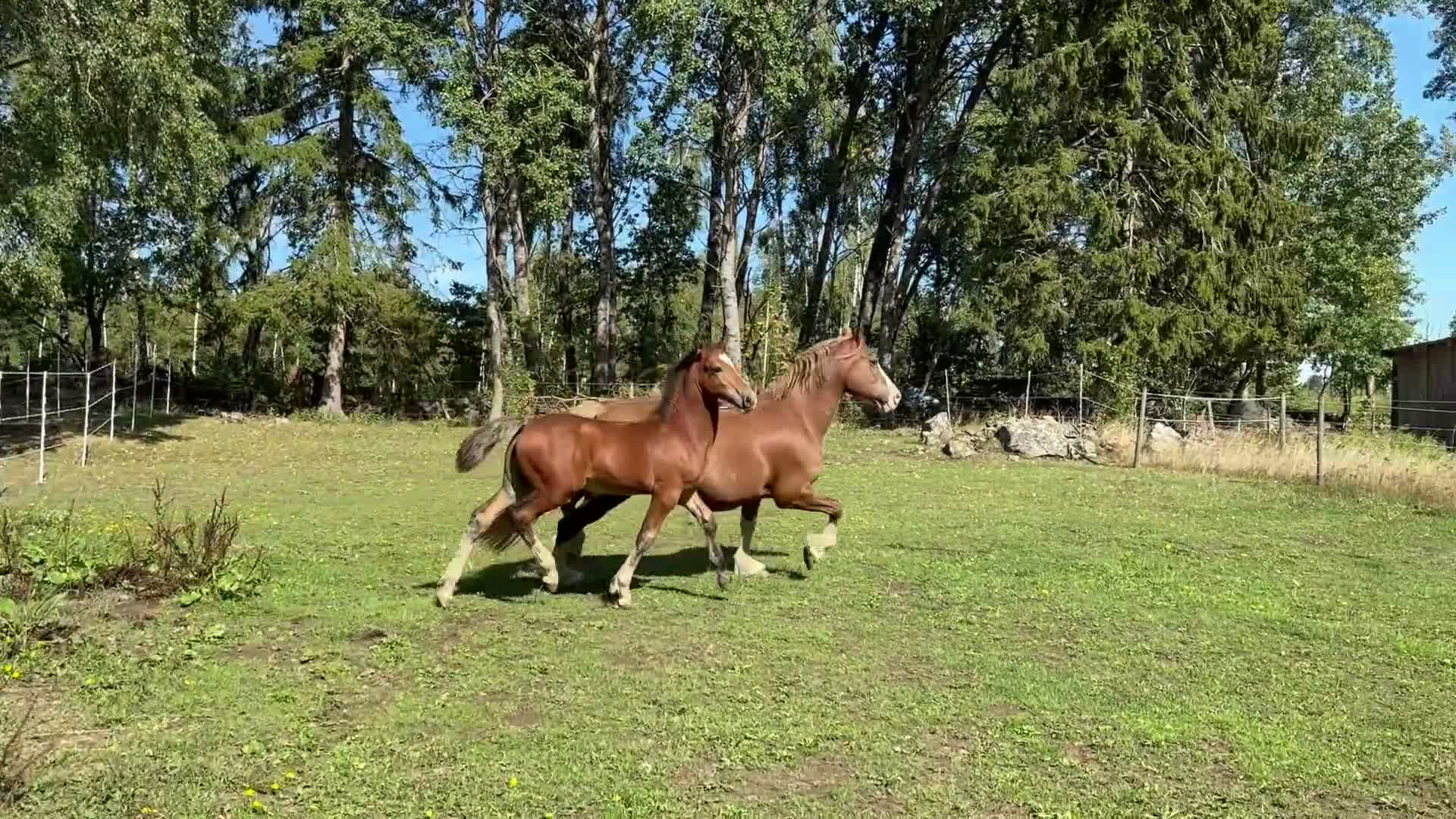 Allround hästar till salu: Pigg och social Welsh cob  - Video 1