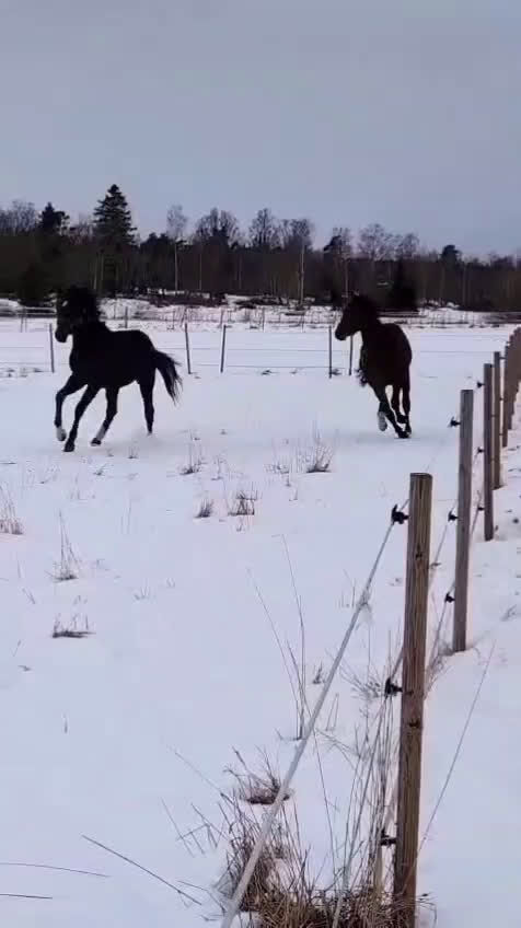 Dressyr hästar till salu: Välstammad bästa kompis av internationell modell - Video 4