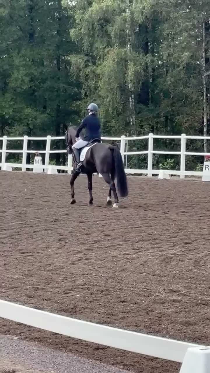 Allround hästar till salu: Snygg C ponny med potential  - Video 4