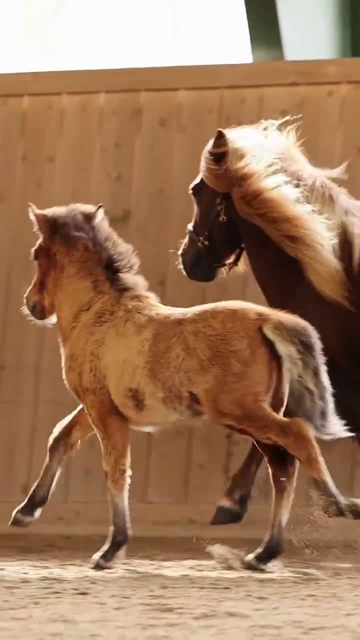 Island hästar till salu: En fantastisk talangfull unghingst! - Video 1