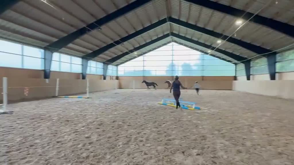 Dressyr hästar till salu: Flott sto för framtiden i Kågeröd - Video 2