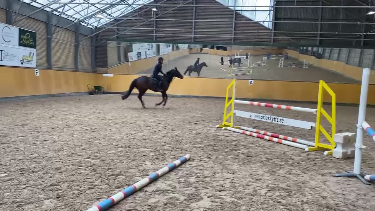 Hoppning hästar till salu: Positivt och vackert sto i Höllviken - Video 4