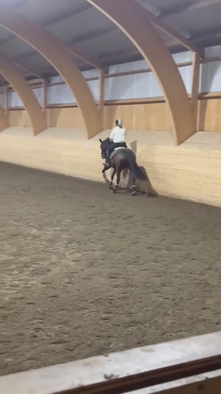 Allround hästar till salu: Fint sto med utstrålning  i Lerum - Video 3