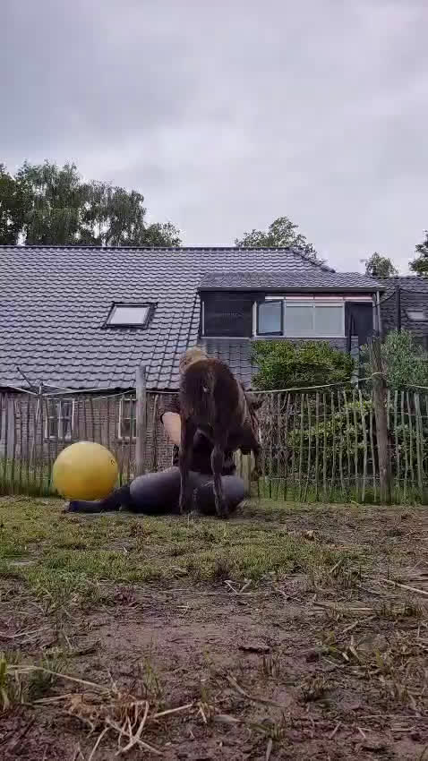 Sällskap hästar till salu: Bedårande shetlandsponny - Video 2