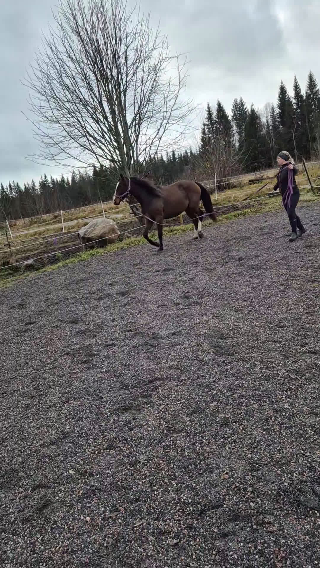 Allround hästar till salu: Sto med utvecklingspotential i Ludvika - Video 2