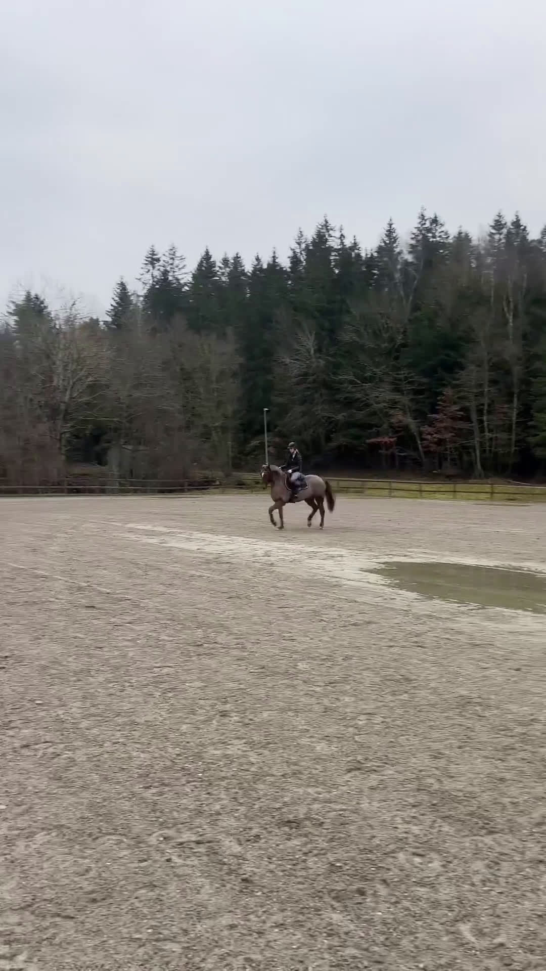 Allround hästar till salu: En på miljonen🌟 i Göta - Video 1