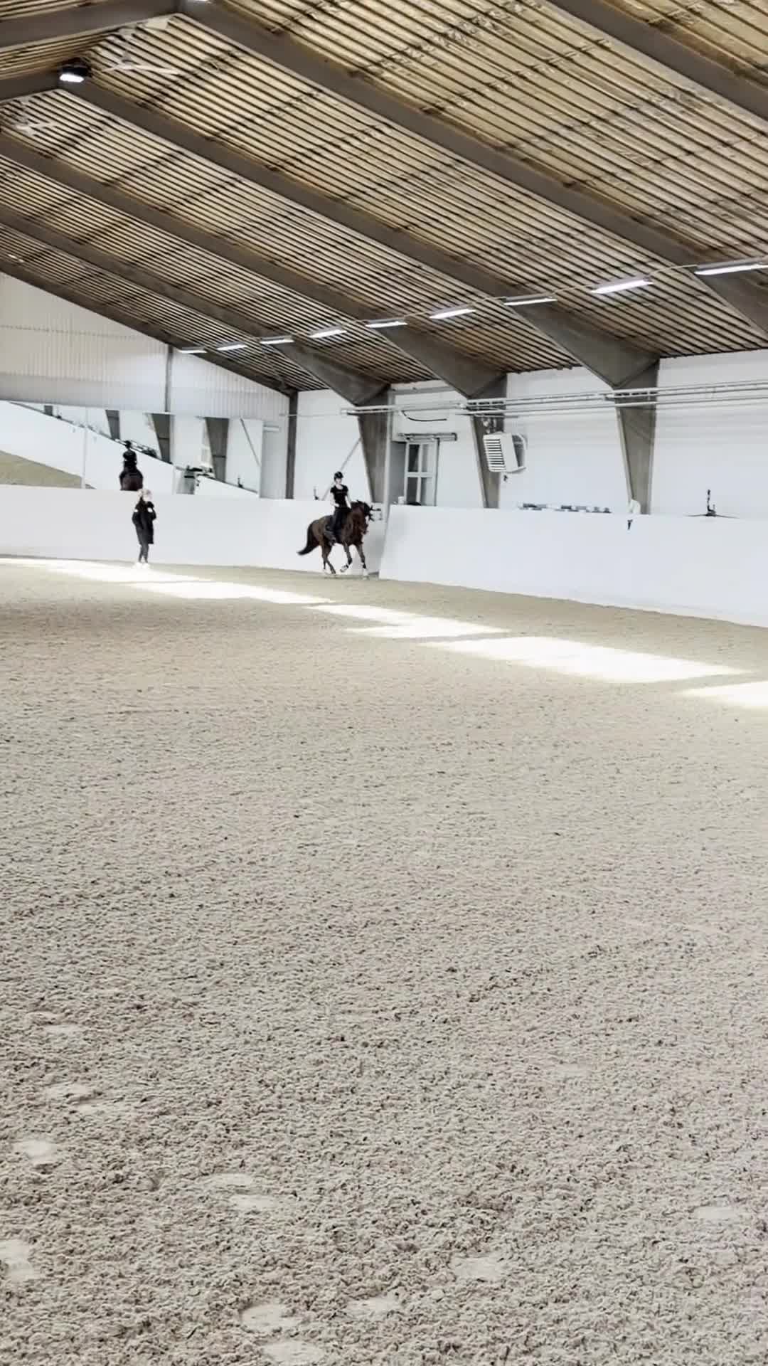 Allround hästar till salu: Stjärnponny söker nytt hem - Video 1