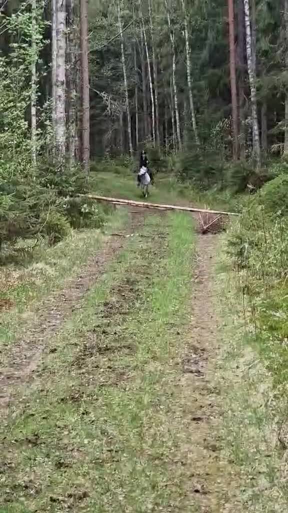 Allround hästar till salu: Supersöt Welsh Mountain - Video 3