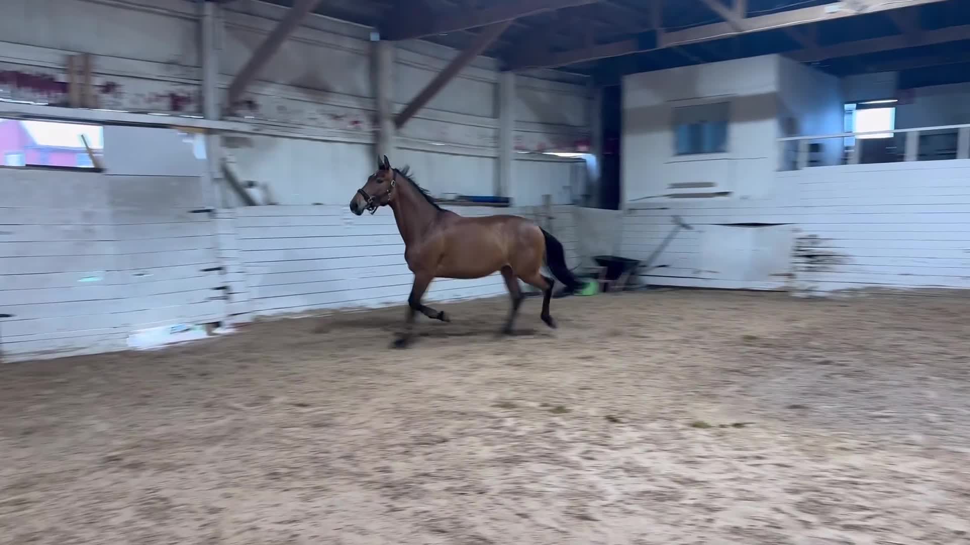Allround hästar till salu: Trevligt sto - Video 3