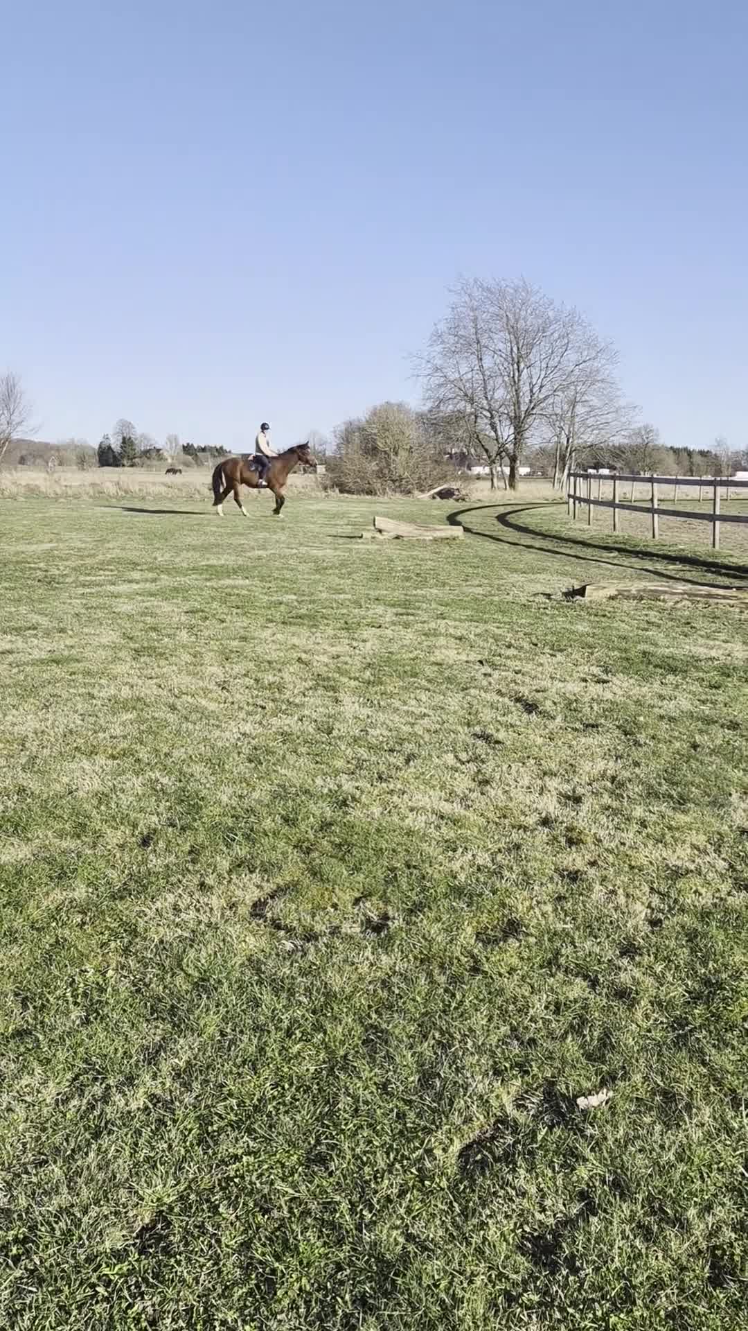 Hoppning hästar till salu: Otroligt trevlig lovande treåring - Video 2