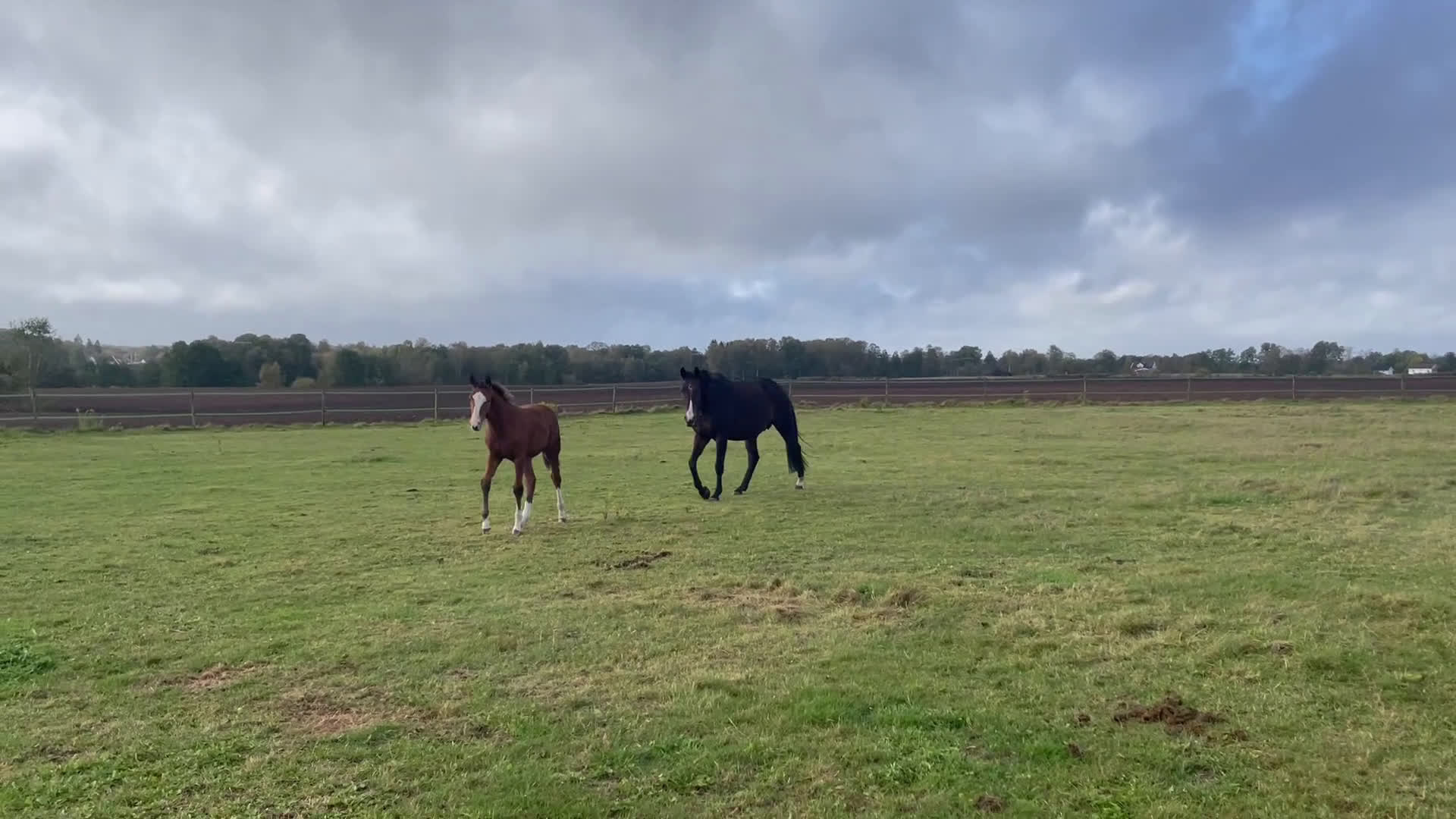Avelshästar hästar till salu: Fint avelsto - Video 2