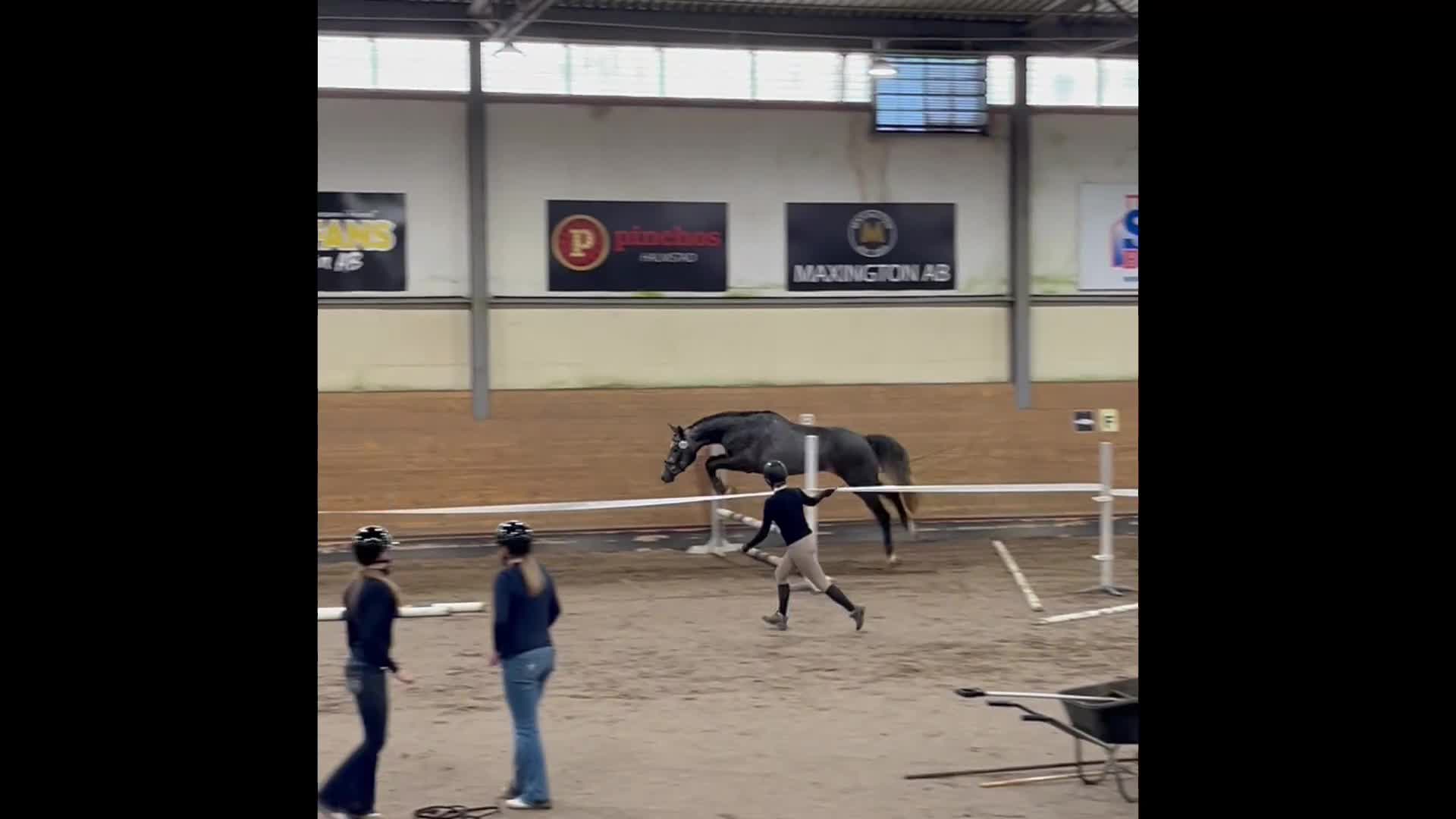 Hoppning hästar till salu: Trevlig valack med hoppdiplom! - Video 1