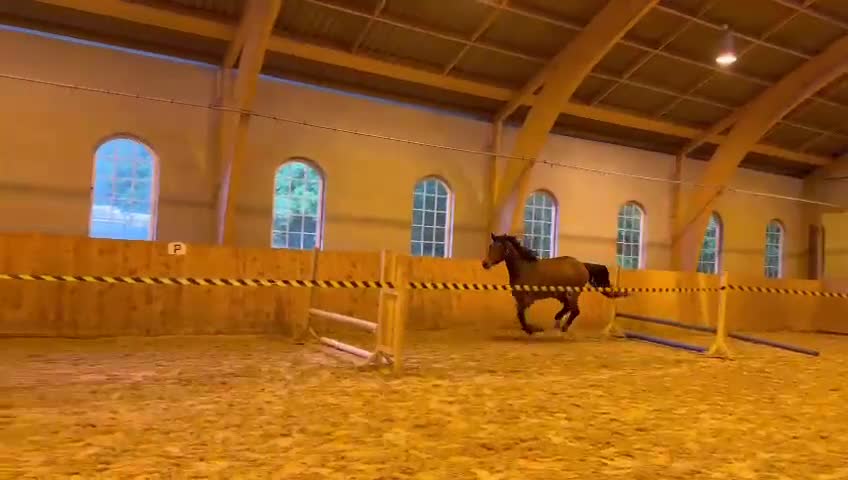 Hoppning hästar till salu: Projekt med potential - Video 1