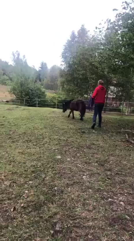 Allround hästar till salu: Fina Anna Bella  - Video 2