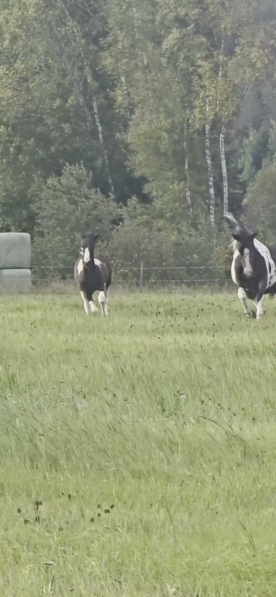 Allround hästar till salu: Vackert hingstföl – Morgan × Paint × KWPN - Video 2