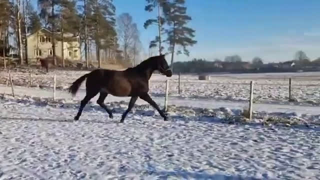 Dressyr hästar till salu: Talang redo att sätta igång efter BH Hotline! - Video 1