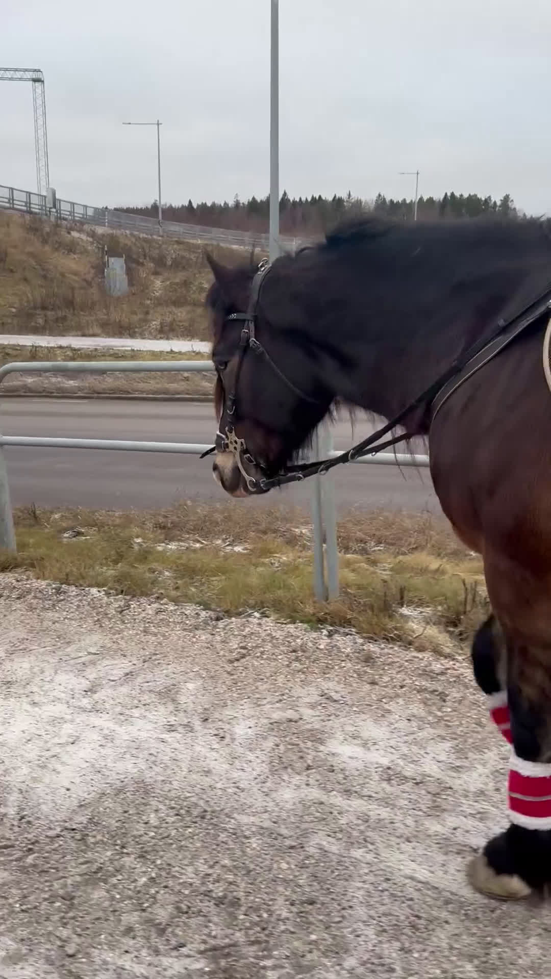 Allround hästar till salu: Snygga Bläsen - hoppar villigt! - Video 1