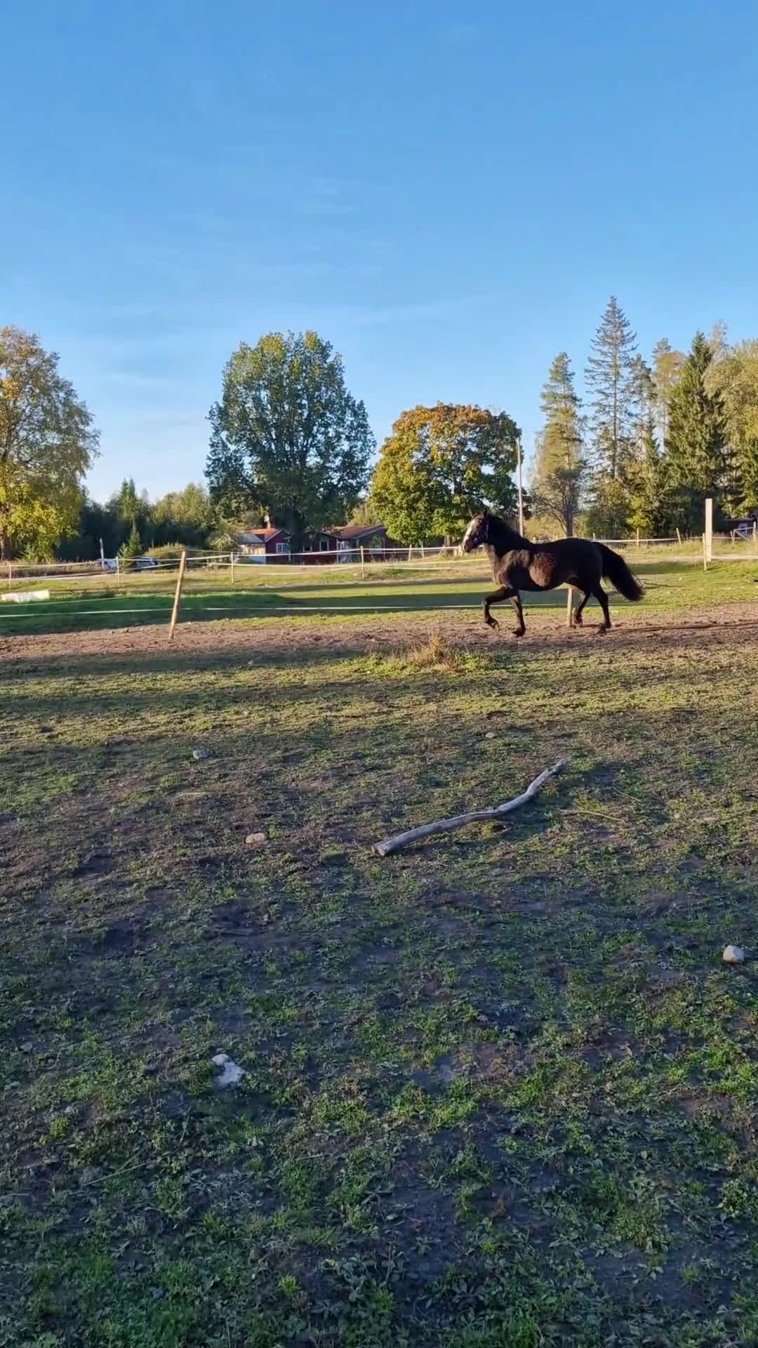 Trav hästar till salu: Kallblod 4 år - Video 2