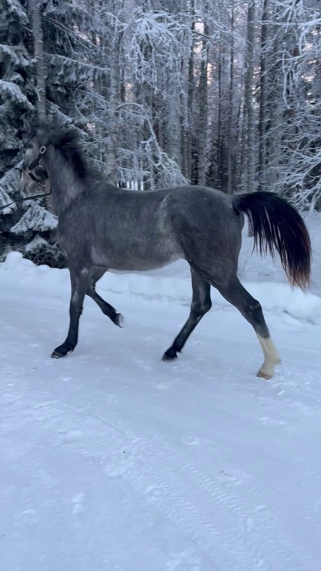 Hoppning hästar till salu: 2 åring för framtiden  - Video 1