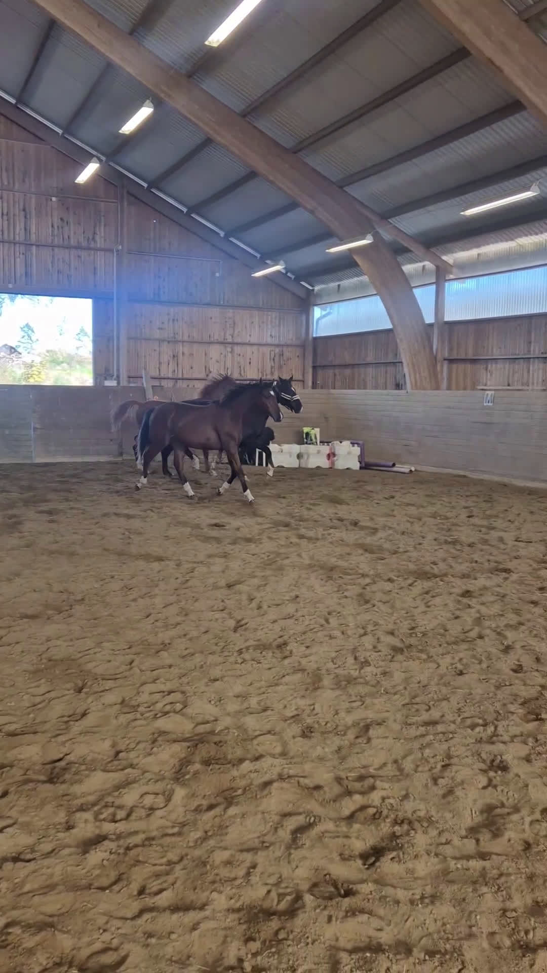 Dressyr hästar till salu: Valack e. Raccon född 2024 i Ransta - Video 4