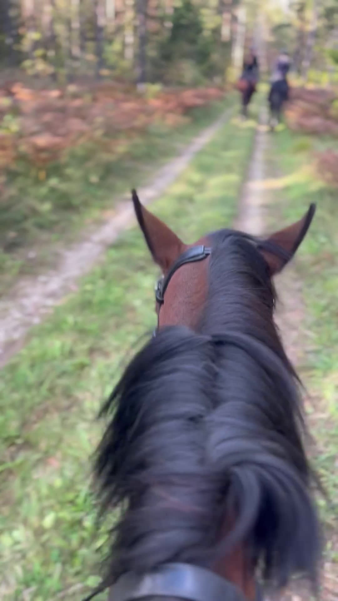 Hoppning hästar till salu: 🌟 Vackert D-ponny sto med utstrålning 🌟 - Video 1