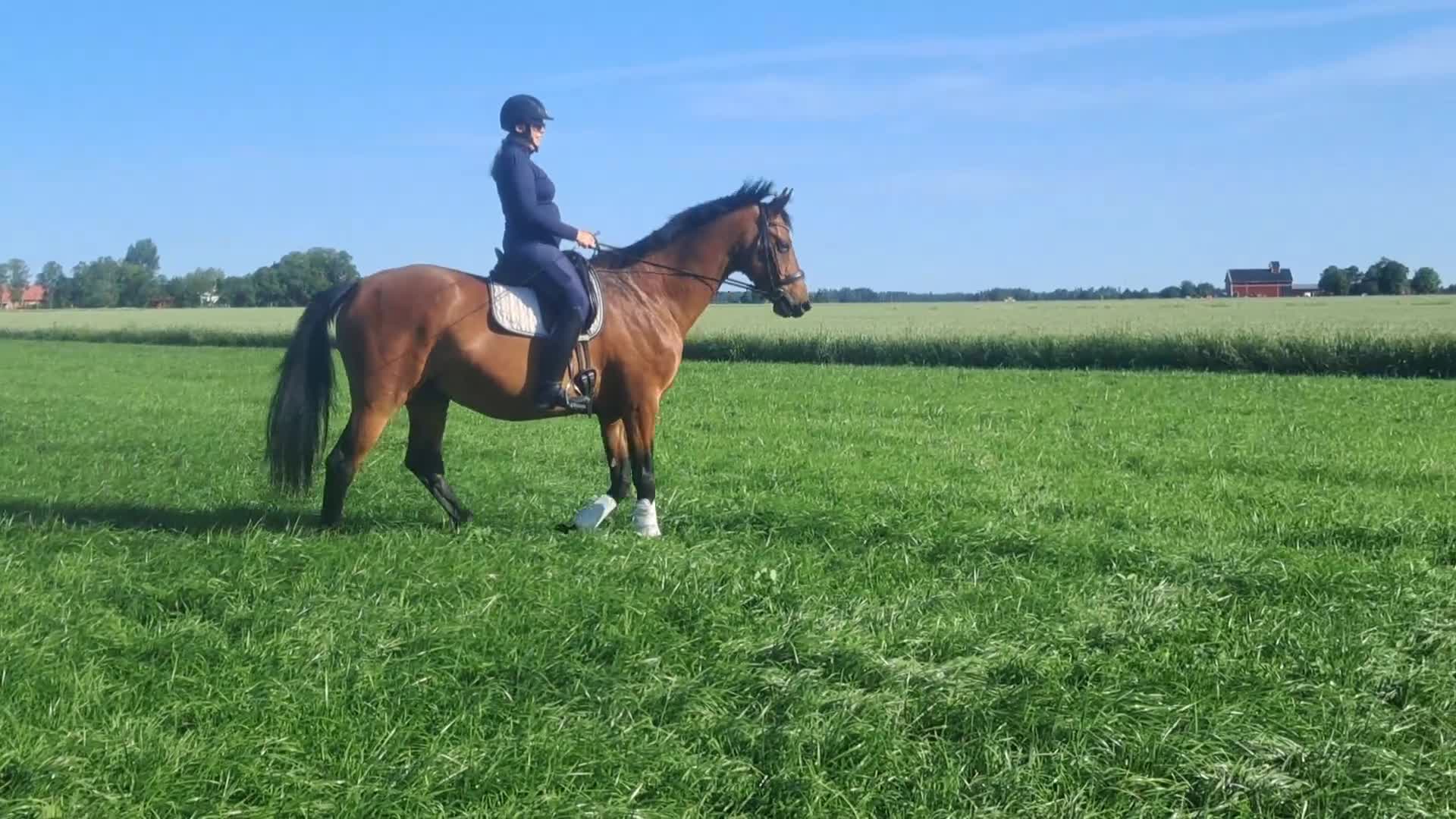 Dressyr hästar till salu: Fin valack, läromästare i dressyr i Kvänum - Video 4