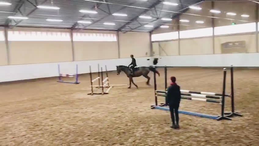 Allround hästar till salu: Fin allroundhäst SWB - Video 2