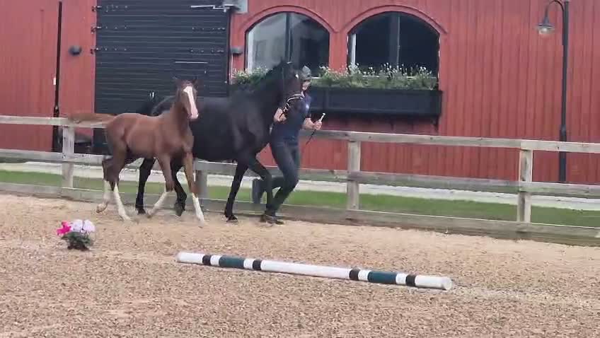 Dressyr hästar till salu: Färgglatt hingstföl, extremt trevlig! - Video 1