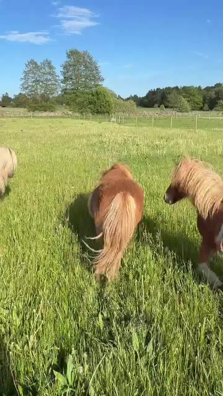 Allround hästar till salu: Mysig shetlandskille, blivande familjeponny - Video 2