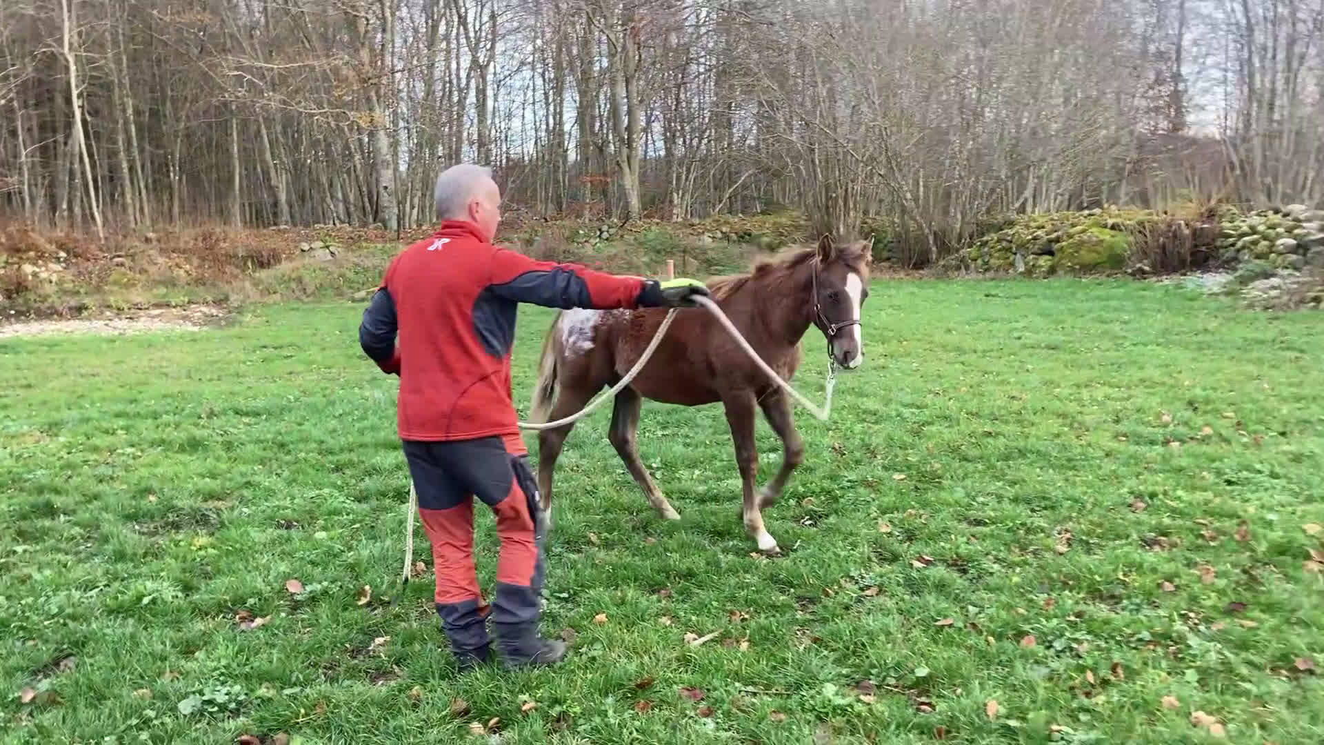 Allround hästar till salu: Appaloosa hingstföl i Fågelmara - Video 2
