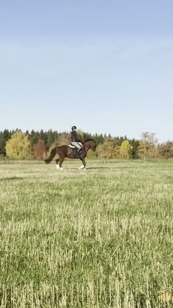 Dressyr hästar till salu: Dressyrponny  - Video 2