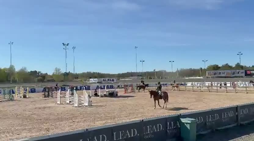 Hoppning hästar till salu: Trevlig hopphäst - Video 2