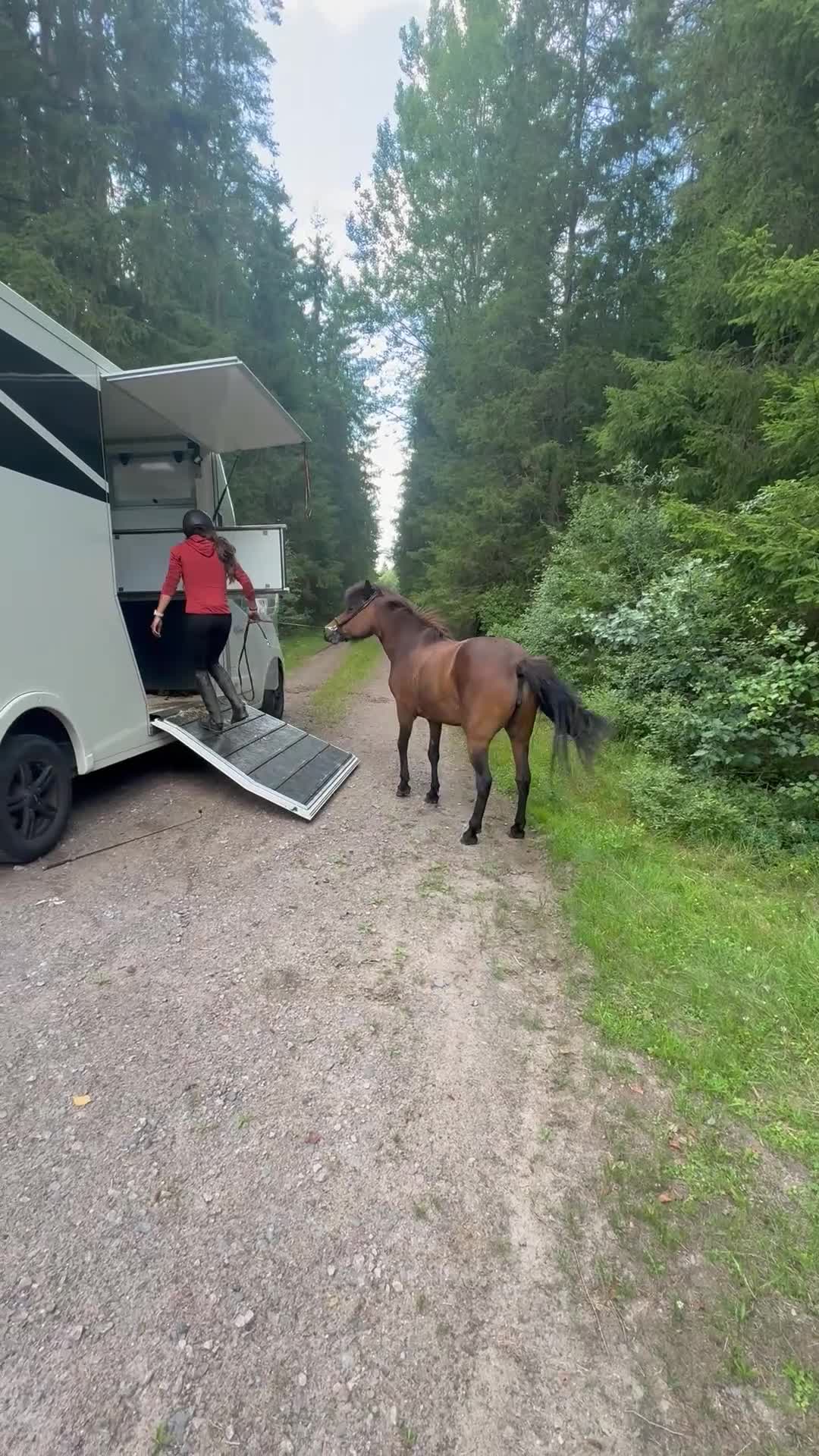 Island hästar till salu: Trevligt 8 årigt sto - Video 2