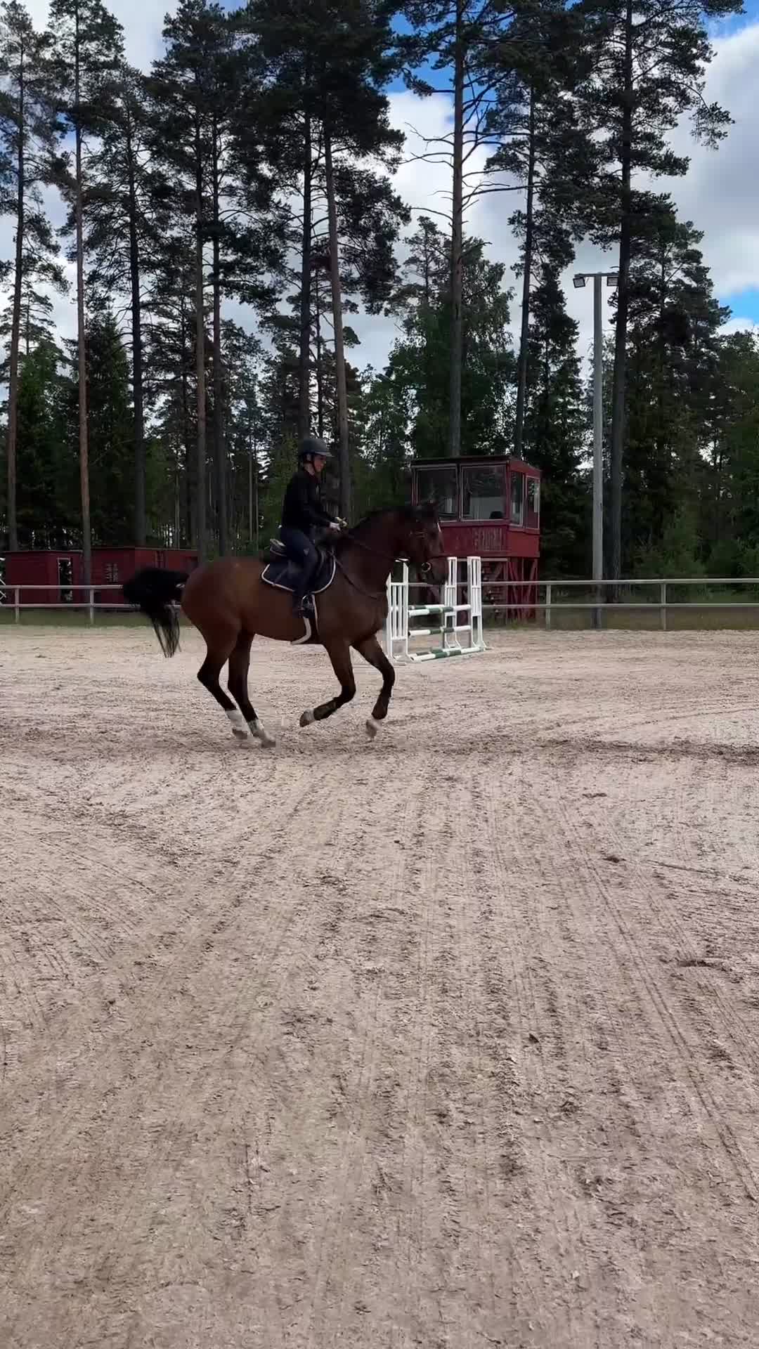 Hoppning hästar till salu: Jättefin 4-åring till salu! - Video 3