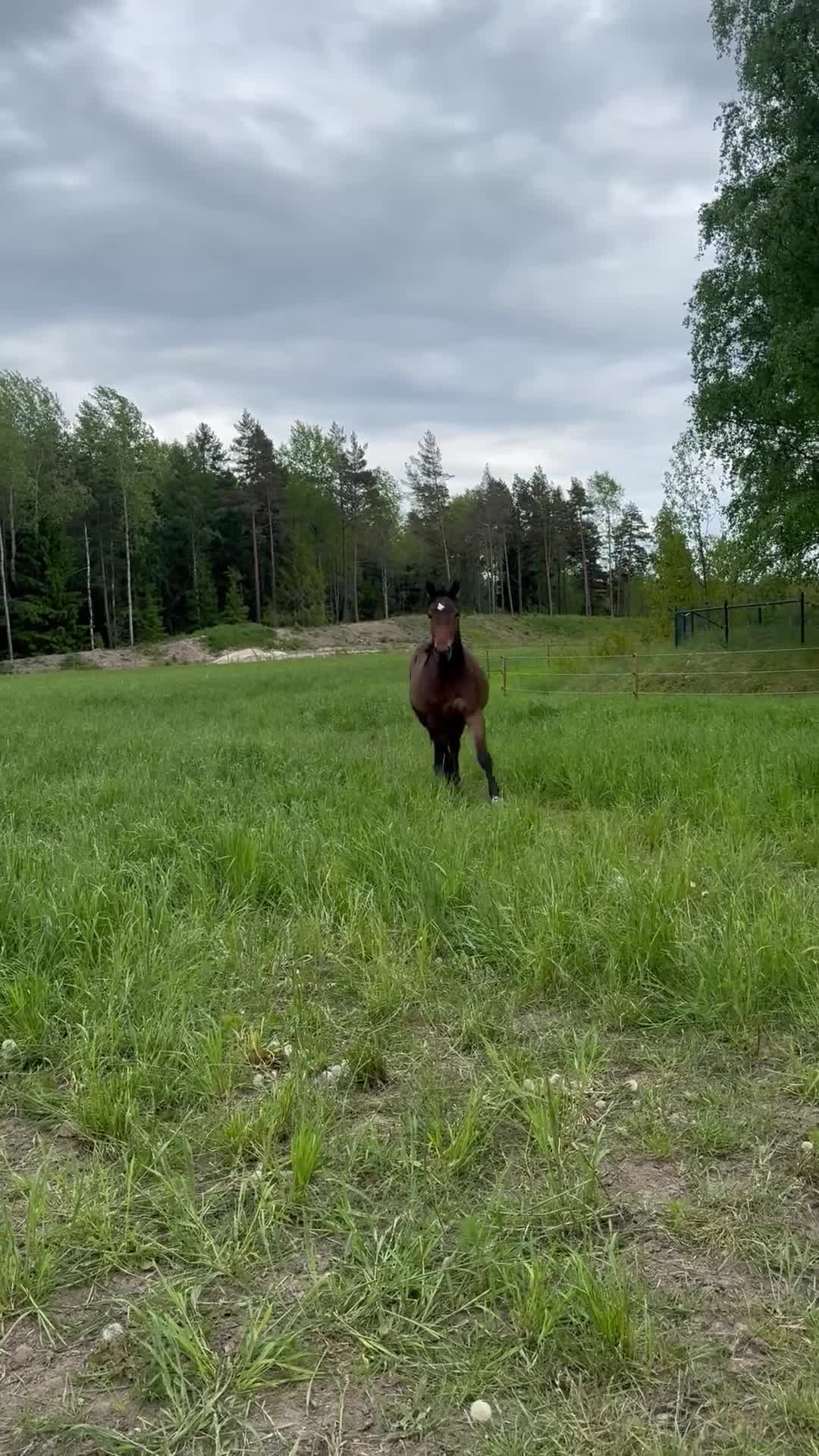 Dressyr hästar till salu: Lovande unghäst  - Video 2