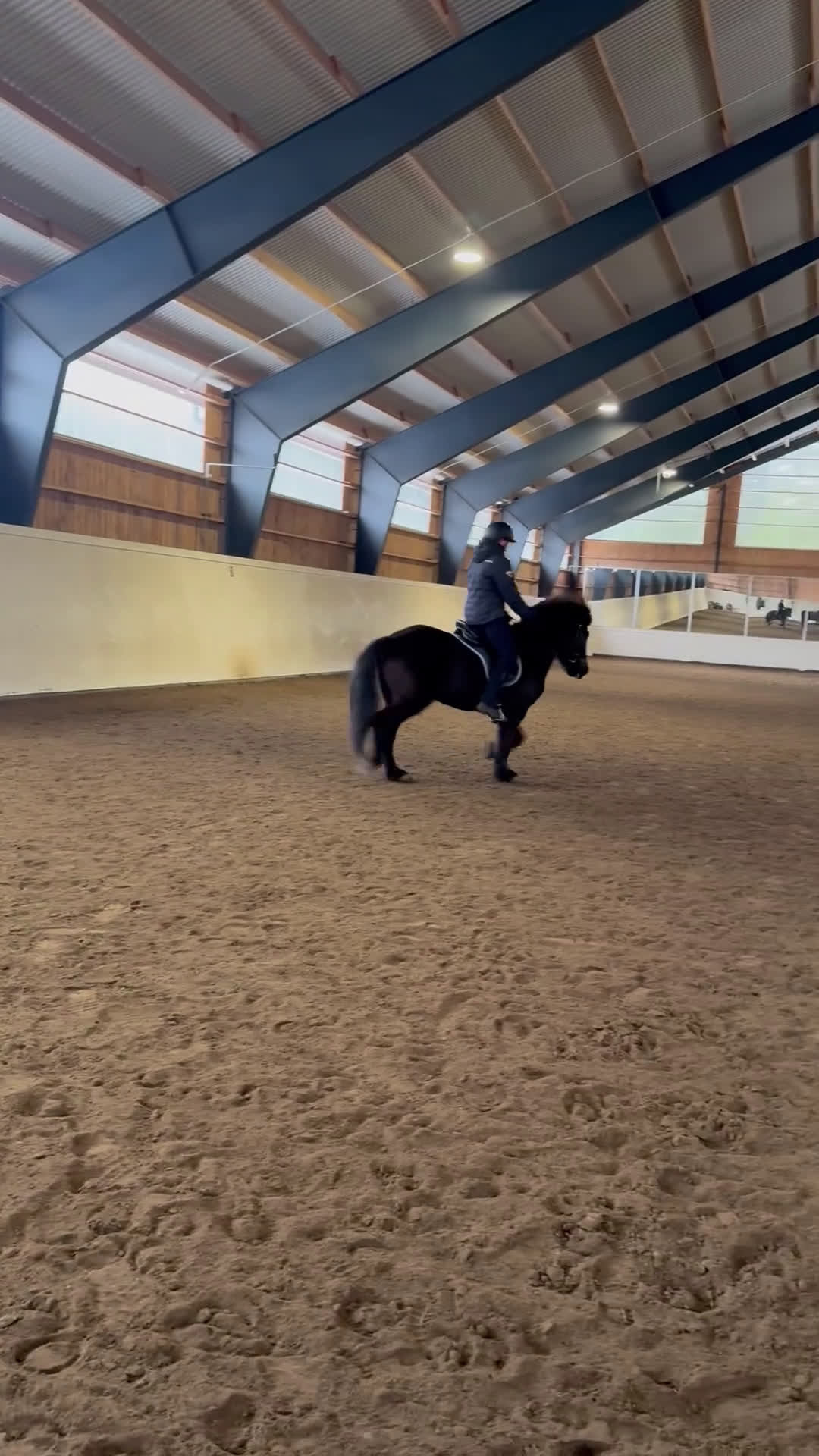 Island hästar till salu: Härligt sto med mycket tölt  - Video 1