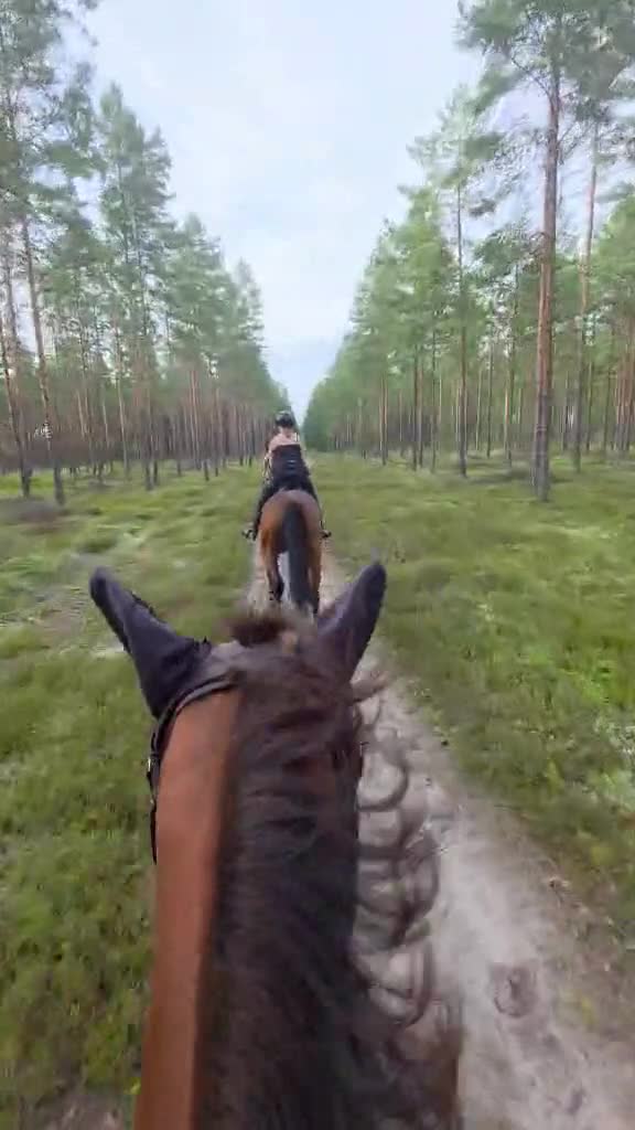 Allround hästar till salu: Ett sto för framtiden ⭐️ - Video 2