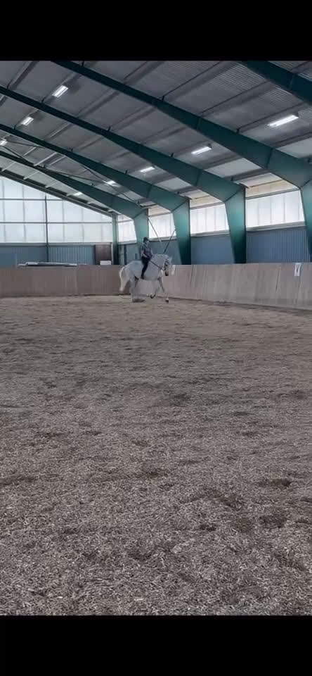  foderhäst sökes: Foderhäst för senare köp 🦄 i Landskrona - Video 2