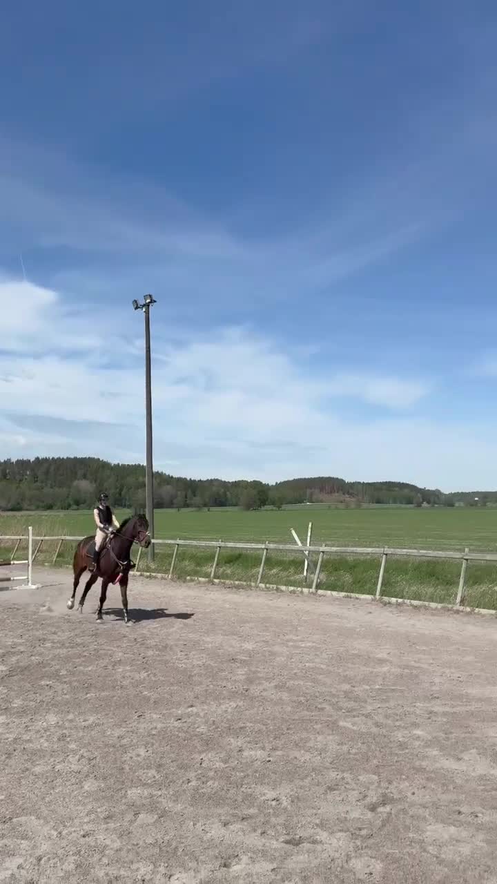 Hoppning hästar till salu: super fin kille med hjärtat på rätt plats  - Video 1