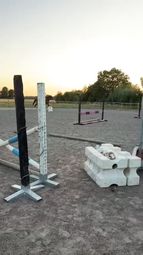 Hoppning hästar till salu: Snygg hopptjärna med stor kapacitet  - Video 2