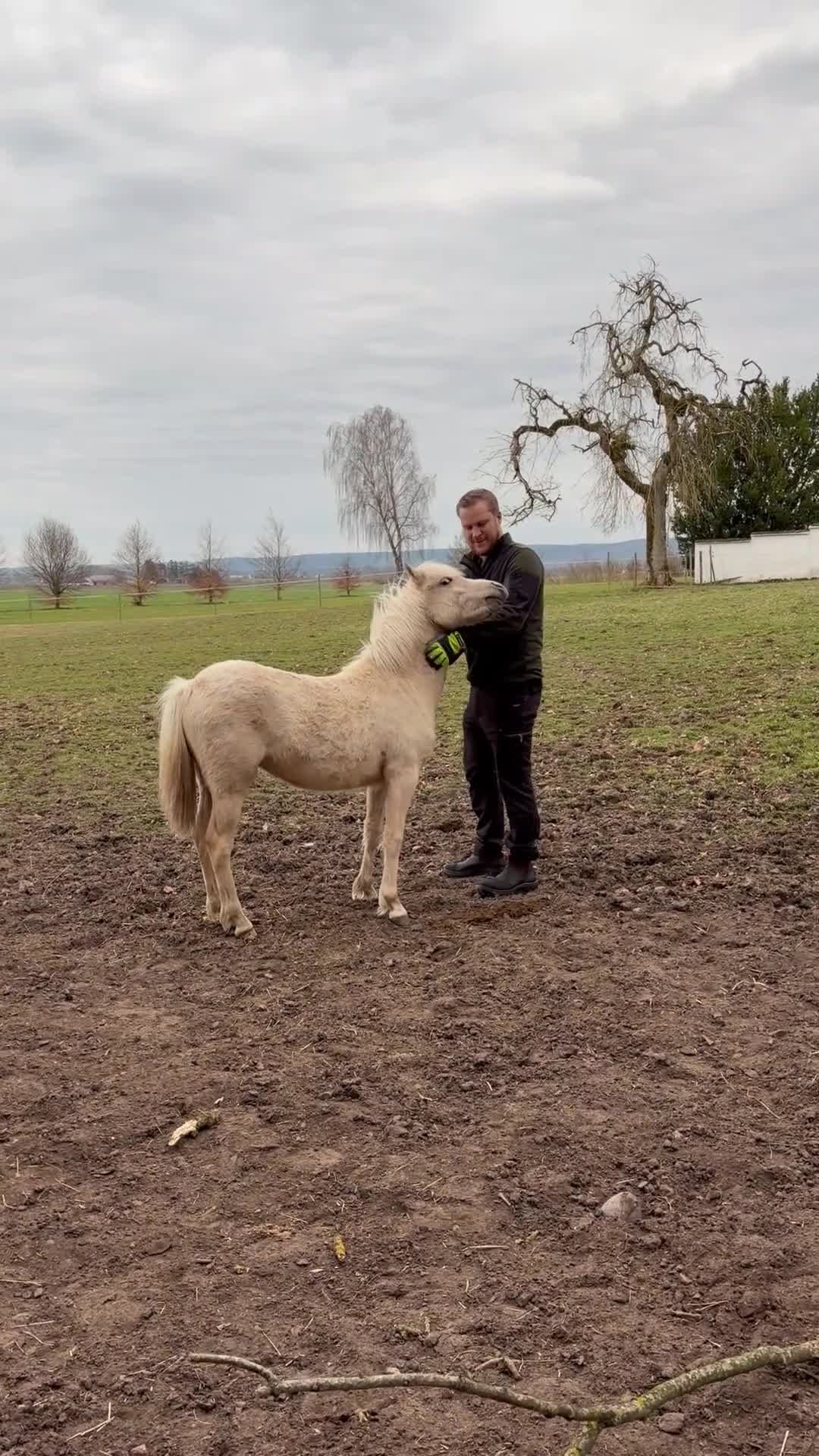 Allround hästar till salu: Isabellfärgat 1-årigt sto i Vallberga - Video 1