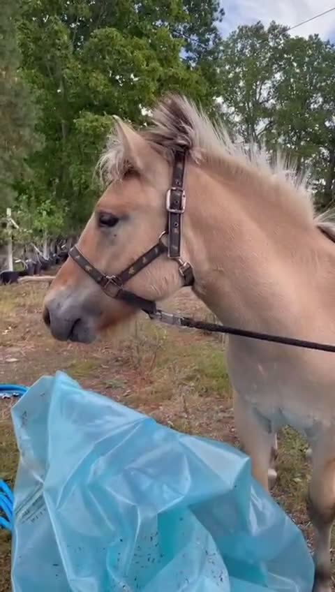 Övrigt hästar till salu: blivande livsförsäkring fjordis 1år i Ruda - Video 4