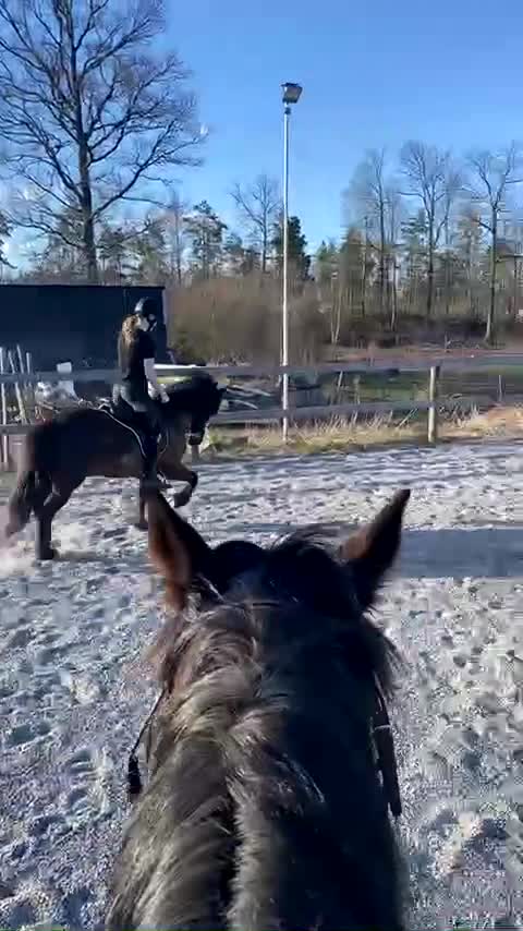 Island hästar till salu: Fin islandshäst - Video 3