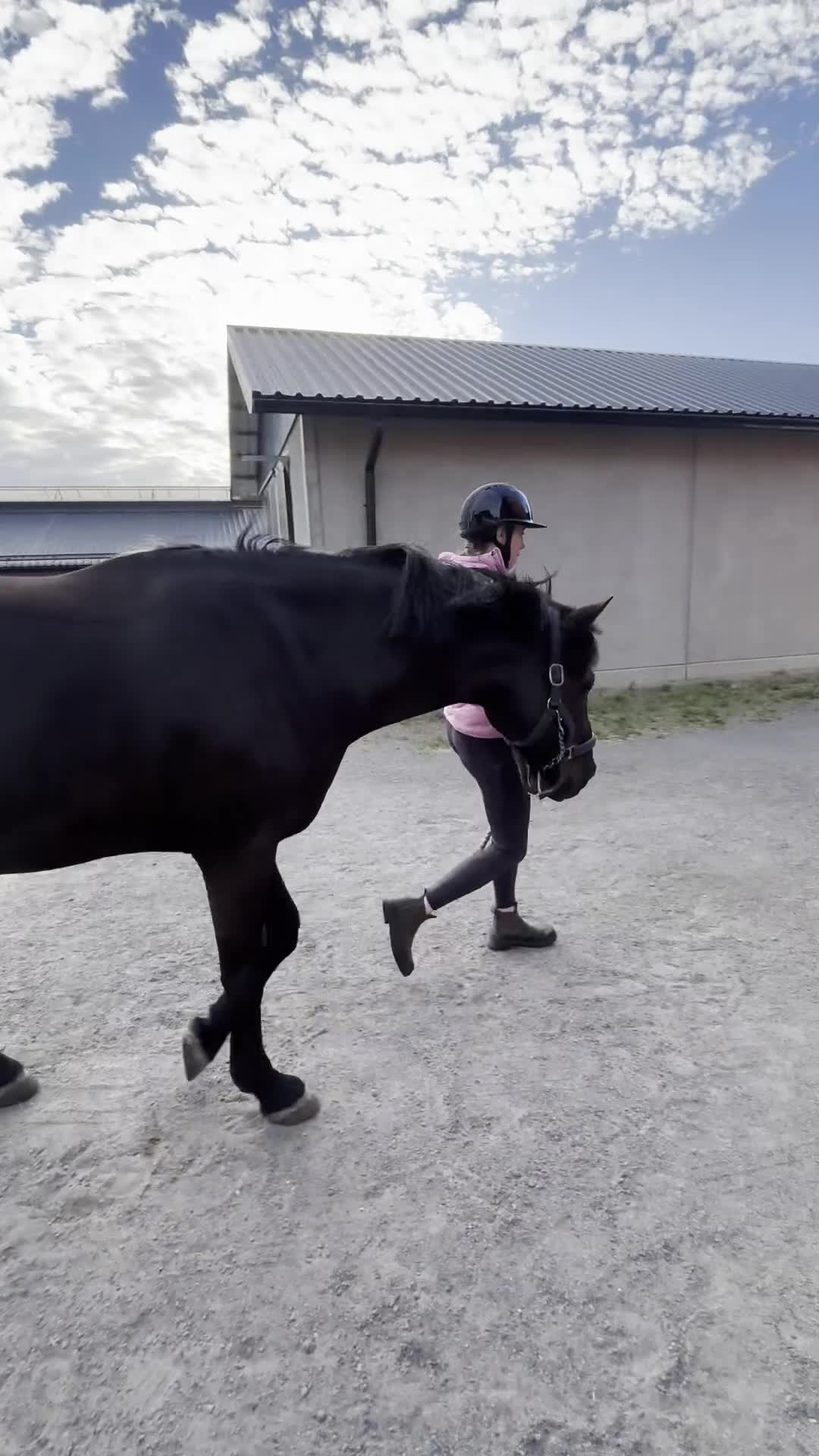 Dressyr hästar till salu: Snygg träningskompis! - Video 4