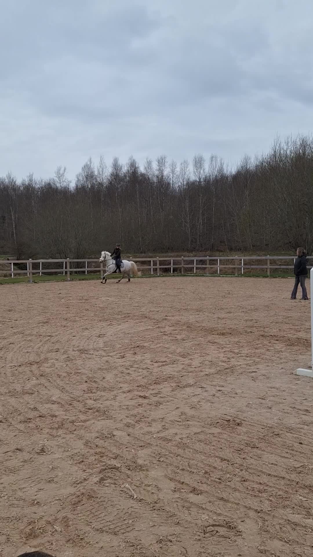 Allround hästar till salu: ✨️ Trevlig allroundponny ✨️ - Video 1